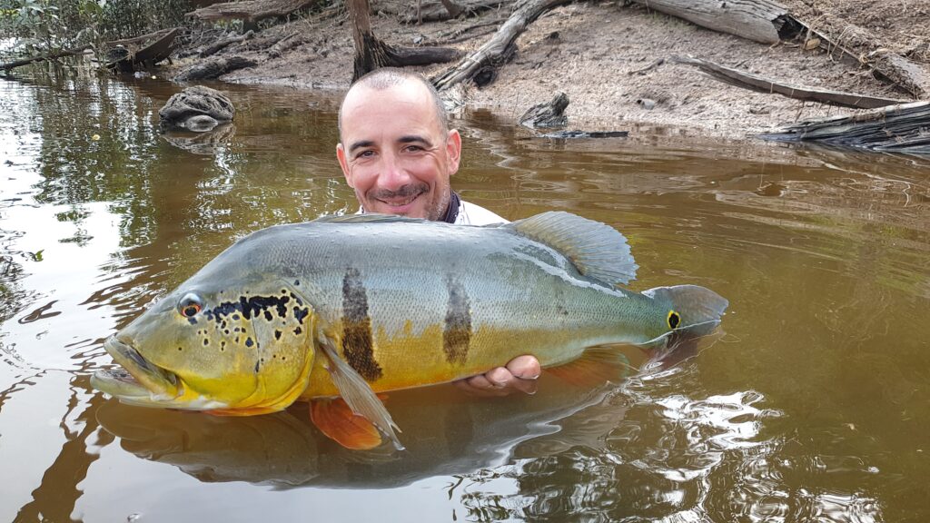 peacock bass amazonie peche voyage bresil 107